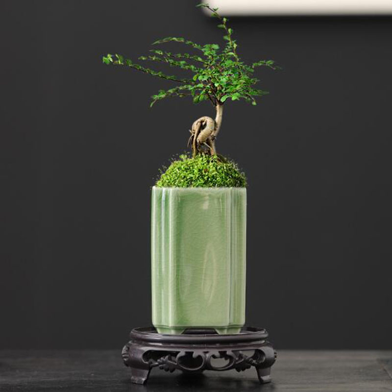 Bonsai Gardenia - Porcelain Square Celadon Glazed Orchid Flowerpot