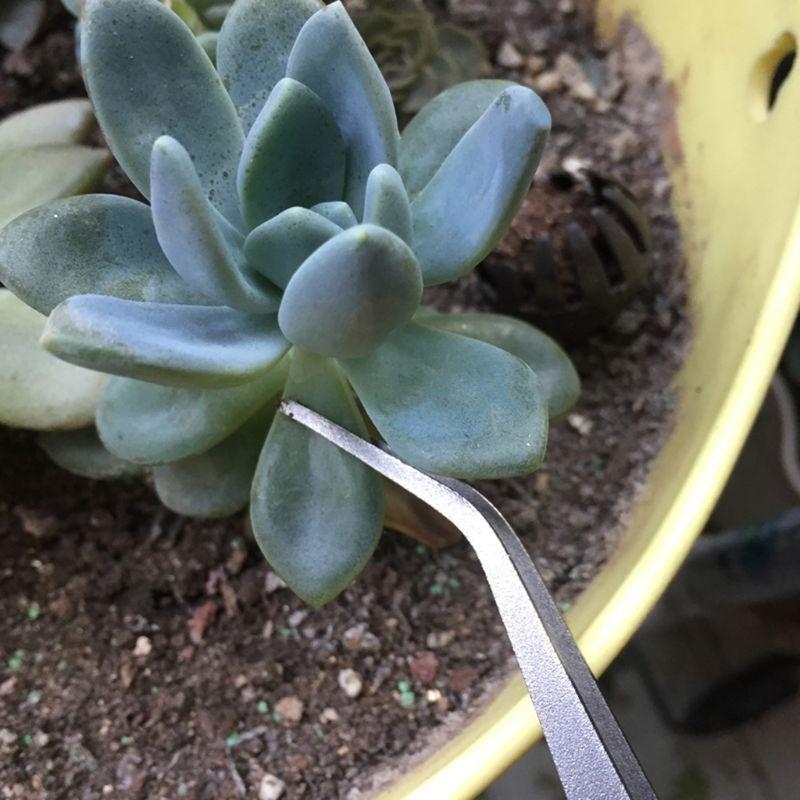 D8KF Durable Gardening Rake Mi - Bonsai Garden Shop ulasan dan harga