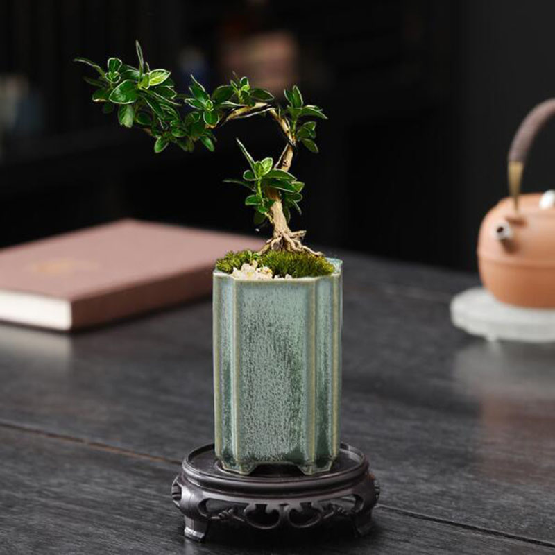 Porcelain Square Celadon Glaze - Bonsai Gardenia ulasan dan harga