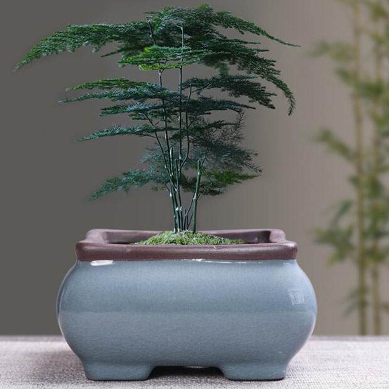 Retro Ceramic Flower Pot Aspar - Bonsai Gardenia ulasan dan harga