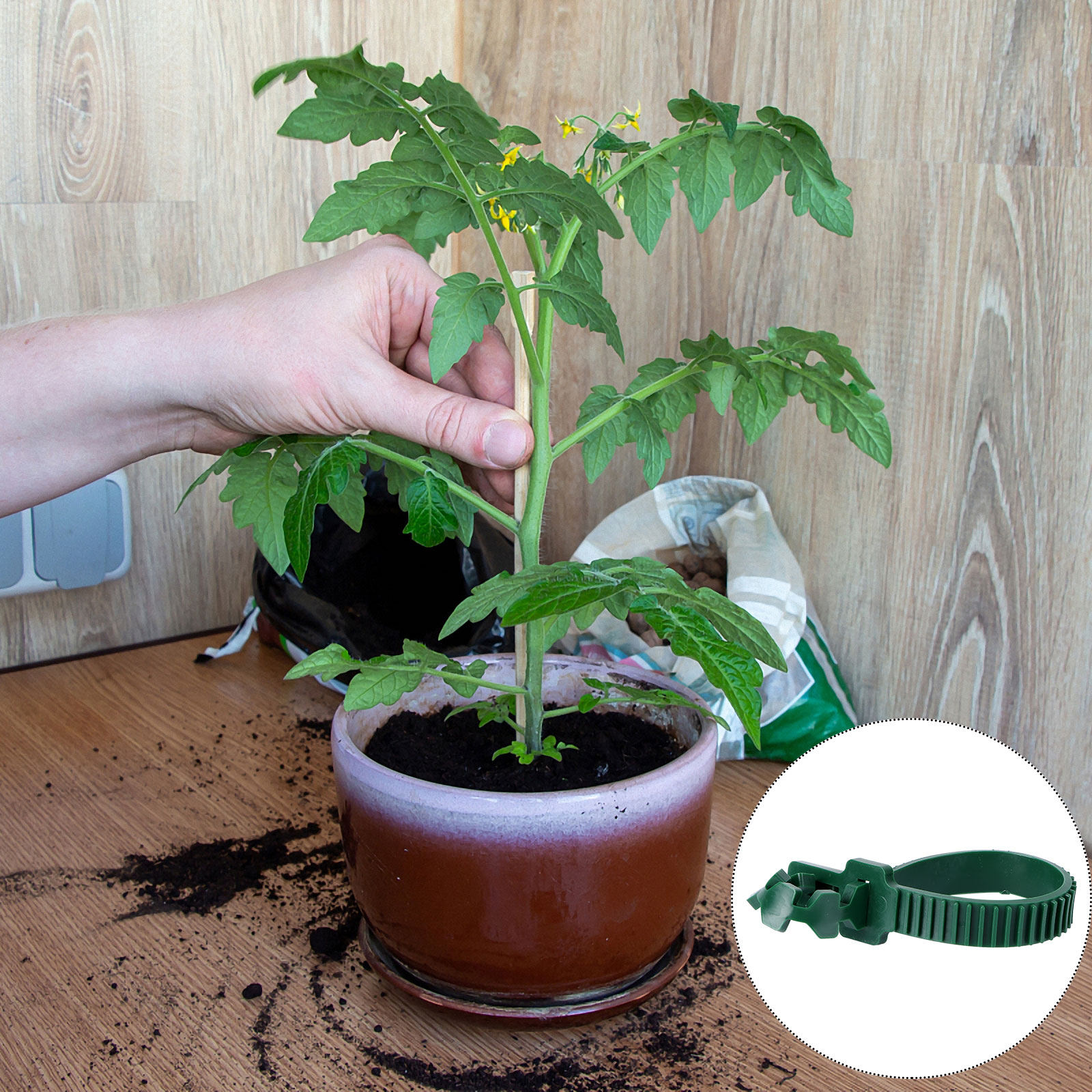 20Pcs Vine Fixing Buckle Plant - Bonsai Gardener ulasan dan harga