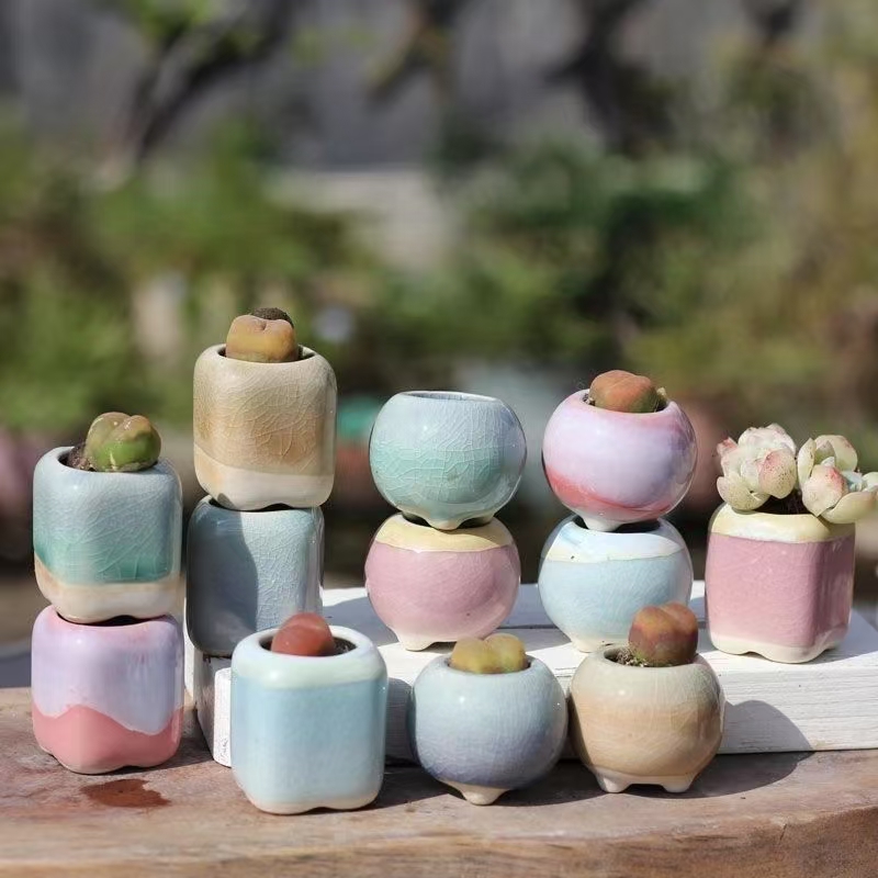 6Pcs Mini Flowerpot Succulents - Bonsai Gardenia ulasan dan harga