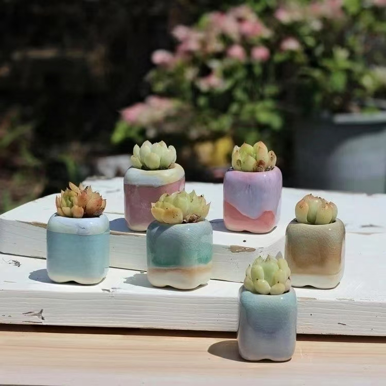 6Pcs Mini Flowerpot Succulents - Bonsai Gardenia ulasan dan harga